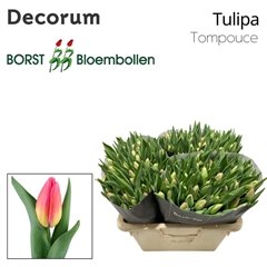 Tulip Single Tom Pouce 45cm 45gr.