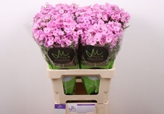 Phlox Pink Eyes 60cm