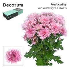 Chrysanth Spray Kalimba 70cm 95gr.