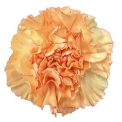 Dianthus Single Gobi 70cm