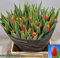Tulip Single Spirit 40cm 40gr.