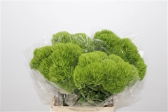 Dianthus Barb Kiwi Mellow 45cm
