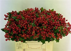 Hypericum Magical Triumph 60cm