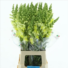 Antirrhinum Opus Yellow 70cm
