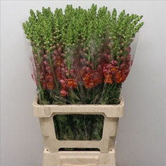 Antirrhinum Animation Orange 70cm