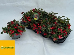 Gaultheria Big Berry 13Ø 20cm