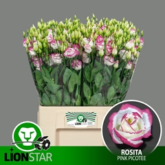 Eustoma Double Rosita Pink Picotee 60cm