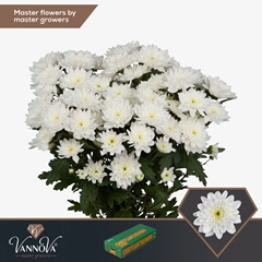 Chrysanth Spray Baltica 70cm 95gr.