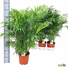 Chamaedorea Elegans 19Ø 80cm