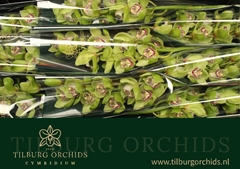 Cymbidium Mrs. Robin Hood 60cm