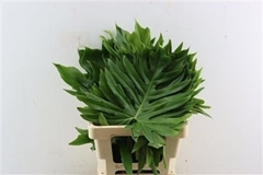 Philodendron Xanadu 62cm 40cm Hd