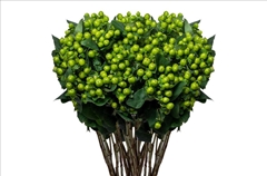 Hypericum Magical Renata 60cm