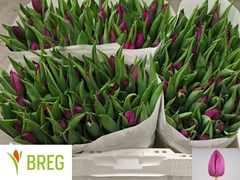 Tulip Single Purple Prince 35cm 30gr.