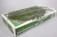 Phoenix Roebeleni Per Bunch 80cm