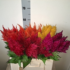 Celosia Plumosa Mix 55cm