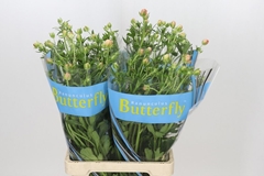 Ranunculus Butterfly Eris 70cm 30gr.