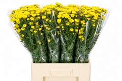 Chrysanth Santini Calimero Yellow 70cm