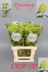 Viburnum Opulus Roseum 60cm 2-hd