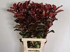 Photinia X Fraseri Purple Peter 80cm