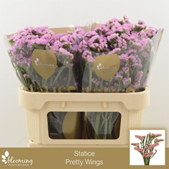 Limonium Sinuatum Pretty Wings 70cm 45gr.