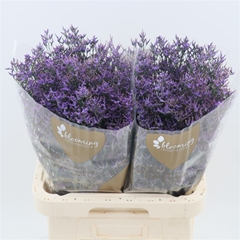 Limonium Safora Dark Blue 70cm 45gr.