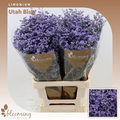 Limonium Utah Blue 70cm 35gr.