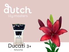 Lily Asiatic Ducati 80cm 3+