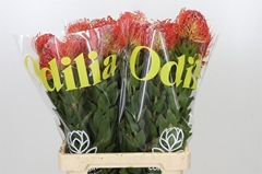 Leucospermum Crimson 70cm