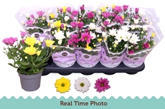 Chrysanth Mix 12Ø 25cm