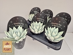 Echeveria Miranda 10Ø 13cm