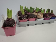 Hyacinthus Mix 7Ø 12cm 1pp