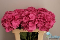 Hydrangea Royal Breeze 60cm 14-16cm Hd