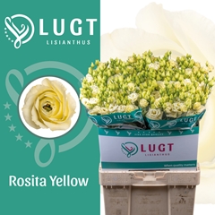 Eustoma Double Rosita Yellow 70cm