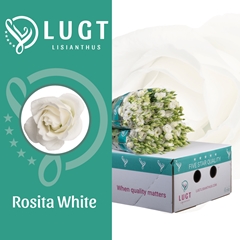 Eustoma Double Rosita White 70cm