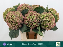Hydrangea Elbtal Classic 80cm 20-22cm Hd