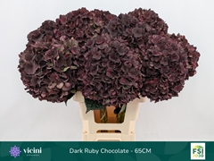 Hydrangea Dark Ruby Classic 65cm 18-20cm Hd