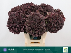 Hydrangea Dark Ruby Classic 60cm 17-19cm Hd