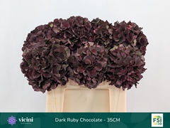 Hydrangea Dark Ruby Classic 35cm 12-14cm Hd