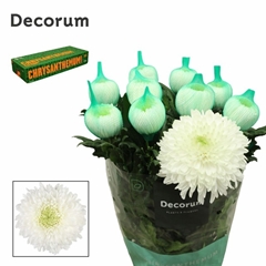Chrysanth Single Magnum 70cm 105gr.