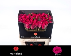 Rosa Xoch! 80cm