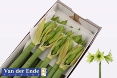 Hippeastrum Green Valley 75cm
