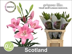 Lily La Scotland 90cm 5+