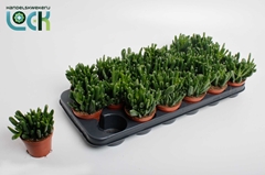 Crassula Horn Tree 8Ø 15cm