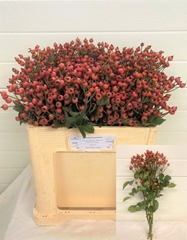 Rosa Classic Fruitilia 50cm