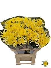Chrysanth Single Topspin Yellow 80cm 120gr.