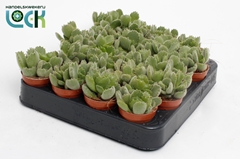 Cotyledon Ladysmithiensis 5Ø 10cm