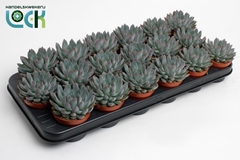 Echeveria 8Ø 15cm