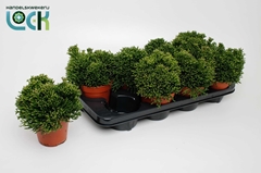 Hatiora 12Ø 15cm