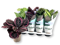 Calathea Mixed 5 Varietys 14Ø 45cm
