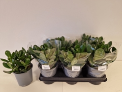 Crassula Ovata 13Ø 25cm